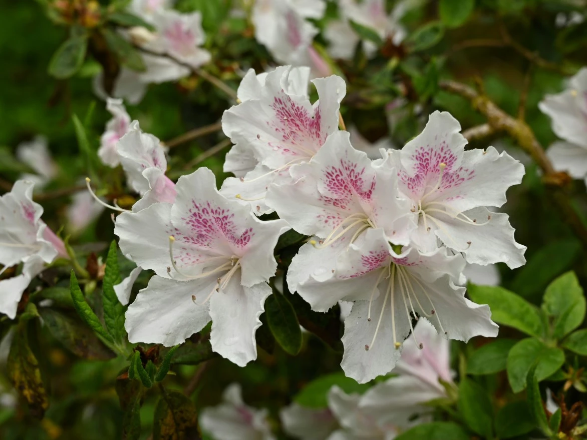 'Sekidera'